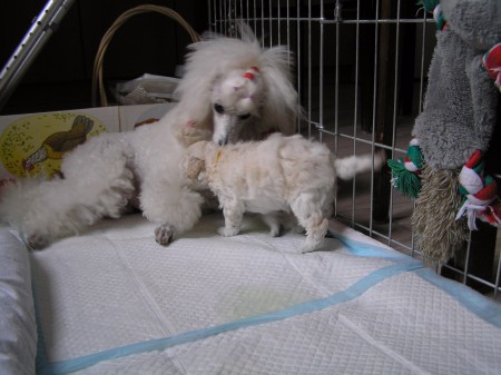 23. den stěňátka se rozlézají po výběhu v kuchyni: DORLY a CASTOR